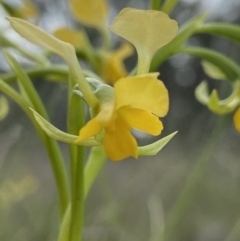 Diuris pardina at Sutton, NSW - 16 Oct 2021