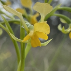 Diuris pardina at Sutton, NSW - 16 Oct 2021