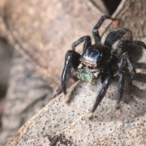 Jotus auripes at Bonner, ACT - 16 Oct 2021 12:30 PM