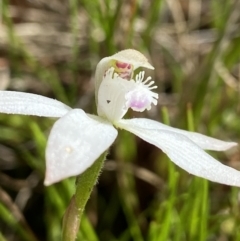 Caladenia ustulata (Brown Caps) at Sutton, NSW - 16 Oct 2021 by AJB
