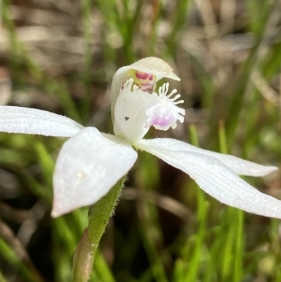 Caladenia ustulata (Brown Caps) at Sutton, NSW - 16 Oct 2021 by AJB