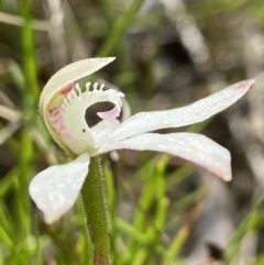 Caladenia ustulata at Sutton, NSW - 16 Oct 2021