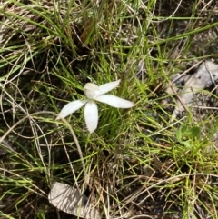 Caladenia ustulata at Sutton, NSW - 16 Oct 2021