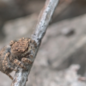 Maratus vespertilio at Bonner, ACT - 16 Oct 2021