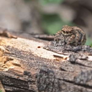 Maratus vespertilio at Bonner, ACT - 16 Oct 2021