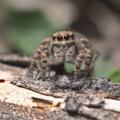 Maratus vespertilio at Bonner, ACT - suppressed