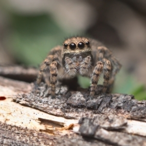 Maratus vespertilio at Bonner, ACT - 16 Oct 2021