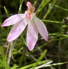 Caladenia fuscata (Dusky Fingers) at Sutton, NSW - 16 Oct 2021 by AJB