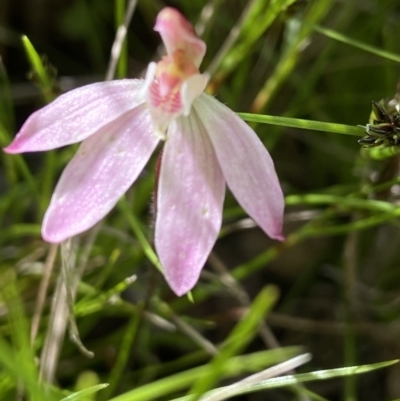 Caladenia fuscata (Dusky Fingers) at Sutton, NSW - 16 Oct 2021 by AJB