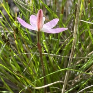 Caladenia fuscata at Sutton, NSW - 16 Oct 2021