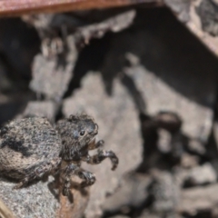 Maratus vespertilio at Bonner, ACT - 16 Oct 2021