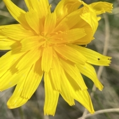 Microseris walteri (Yam Daisy, Murnong) at Sutton, NSW - 16 Oct 2021 by AJB