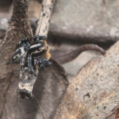 Unidentified Jumping & peacock spider (Salticidae) (TBC) at Bonner, ACT - 16 Oct 2021 by TimotheeBonnet