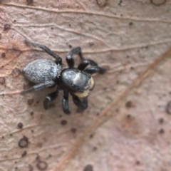 Salticidae sp. 'Golden palps' (Unidentified jumping spider) at Bonner, ACT - 16 Oct 2021 by TimotheeBonnet