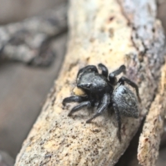 Salticidae sp. 'Golden palps' at Bonner, ACT - 16 Oct 2021 12:30 PM