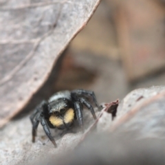 Salticidae sp. 'Golden palps' at Bonner, ACT - 16 Oct 2021 12:30 PM