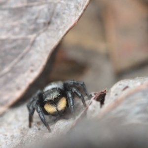 Salticidae sp. 'Golden palps' at Bonner, ACT - 16 Oct 2021 12:30 PM