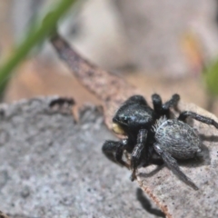 Salticidae sp. 'Golden palps' at Bonner, ACT - 16 Oct 2021 12:30 PM