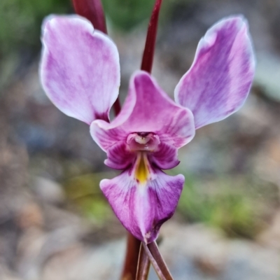 Diuris punctata var. punctata (Purple Donkey Orchid) at Mount Ainslie - 16 Oct 2021 by RobG1