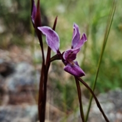 Diuris punctata at suppressed - suppressed