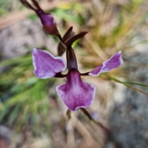 Diuris punctata at suppressed - suppressed