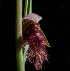 Calochilus platychilus (Purple Beard Orchid) at Tralee, NSW - 16 Oct 2021 by dan.clark