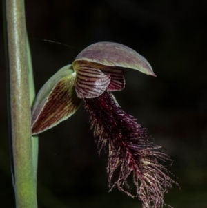 Calochilus platychilus at Tralee, NSW - suppressed