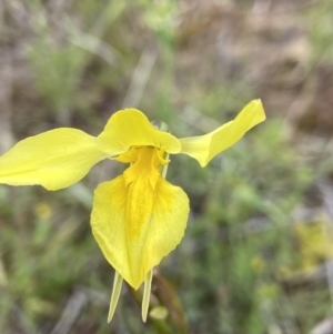 Diuris amabilis at Bonner, ACT - suppressed