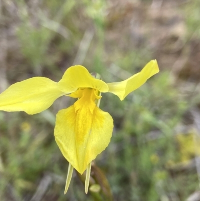 Diuris amabilis (Large Golden Moth) at Mulligans Flat - 16 Oct 2021 by AJB