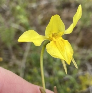 Diuris amabilis at Bonner, ACT - suppressed