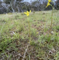 Diuris amabilis at Bonner, ACT - suppressed