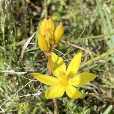 Bulbine bulbosa (Golden Lily) at Sutton, NSW - 15 Oct 2021 by AJB