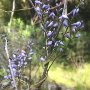 Comesperma volubile at Cotter River, ACT - 16 Oct 2021