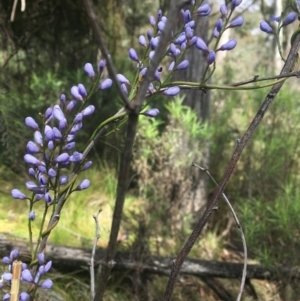 Comesperma volubile at Cotter River, ACT - 16 Oct 2021