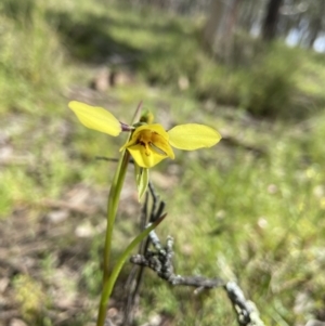 Diuris sp. (hybrid) at Sutton, NSW - 16 Oct 2021