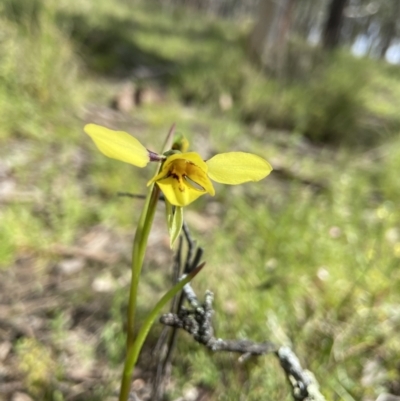 Diuris sp. (hybrid) (Hybrid Donkey Orchid) at Sutton, NSW - 15 Oct 2021 by AJB
