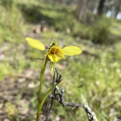 Diuris sp. (hybrid) (Hybrid Donkey Orchid) at Sutton, NSW - 16 Oct 2021 by AJB