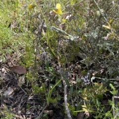 Diuris sp. (hybrid) at Sutton, NSW - 16 Oct 2021