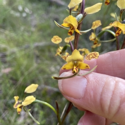 Diuris pardina (Leopard Doubletail) at Sutton, NSW - 15 Oct 2021 by AJB