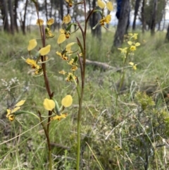 Diuris pardina at Sutton, NSW - 16 Oct 2021