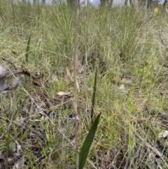 Thelymitra (Genus) (Sun Orchid) at Sutton, NSW - 16 Oct 2021 by AJB