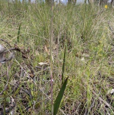 Thelymitra (Genus) (Sun Orchid) at Sutton, NSW - 16 Oct 2021 by AJB