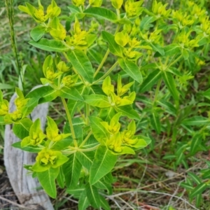 Euphorbia oblongata at O'Malley, ACT - 16 Oct 2021