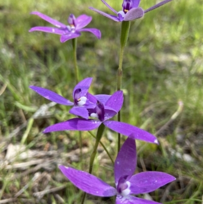 Glossodia major (Wax Lip Orchid) at Sutton, NSW - 16 Oct 2021 by AJB