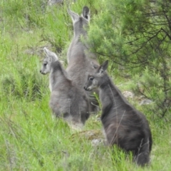 Osphranter robustus (Wallaroo) at McQuoids Hill - 16 Oct 2021 by HelenCross