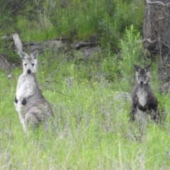 Osphranter robustus robustus at Kambah, ACT - 16 Oct 2021