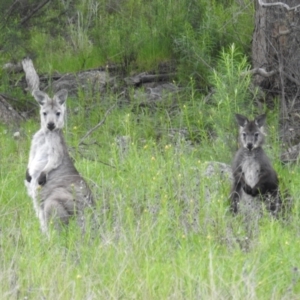 Osphranter robustus robustus at Kambah, ACT - 16 Oct 2021