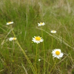 Rhodanthe anthemoides (Chamomile Sunray) at Mcquoids Hill - 16 Oct 2021 by HelenCross