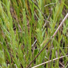 Rhodanthe anthemoides at Kambah, ACT - 16 Oct 2021