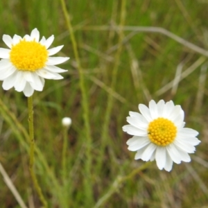 Rhodanthe anthemoides at Kambah, ACT - 16 Oct 2021